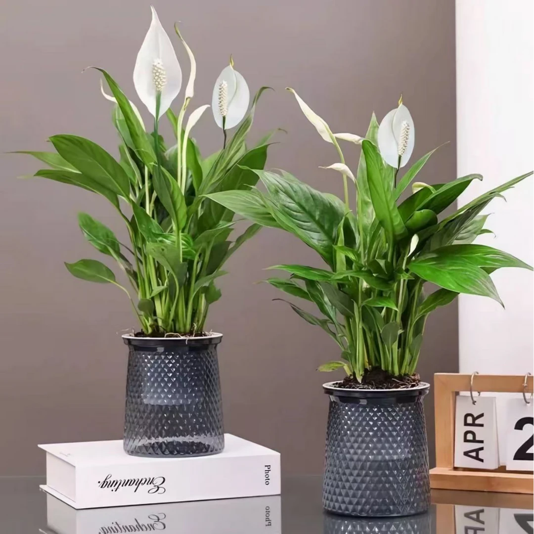 【赫拉补贴】白掌【买一送一】盆栽一帆风顺花卉植物室内水培绿植