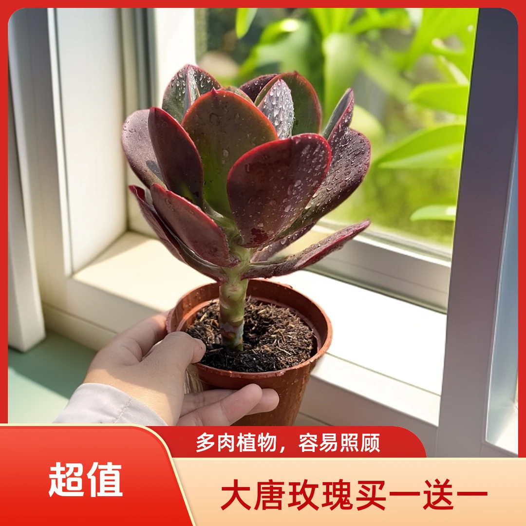 大唐玫瑰 买一送一