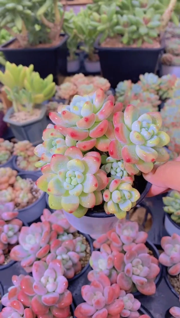 157-罗琦+洛可可9cm盆（量拍）