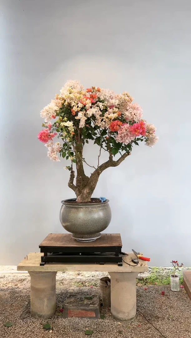 【闪购商品】aa911