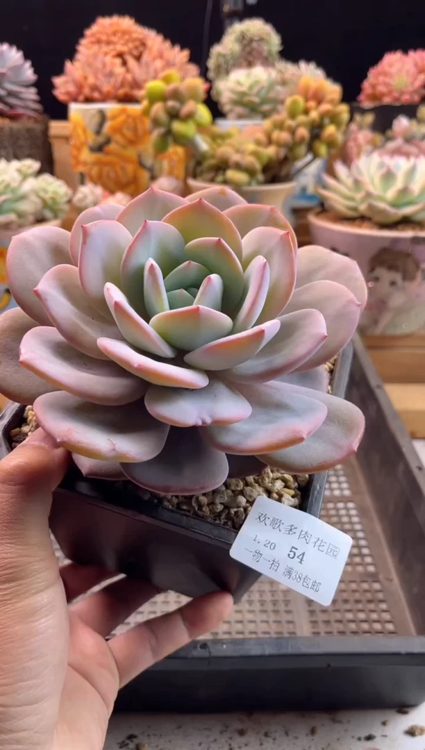 【闪购商品】1.20-54奶茶