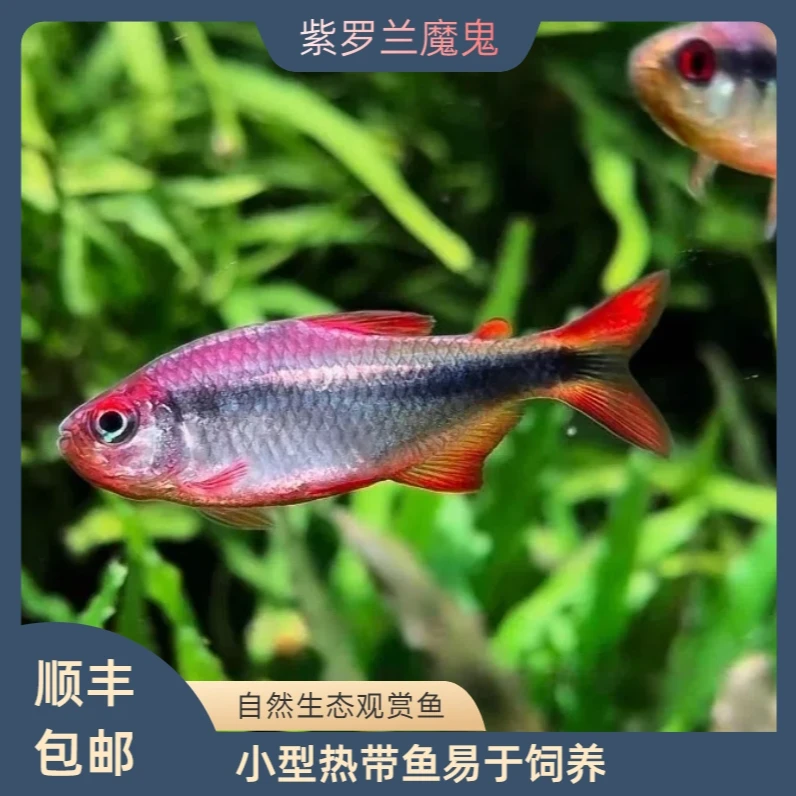紫罗兰魔鬼灯鱼高端灯科鱼观赏鱼热带鱼草缸群游鱼稀有小型观赏鱼