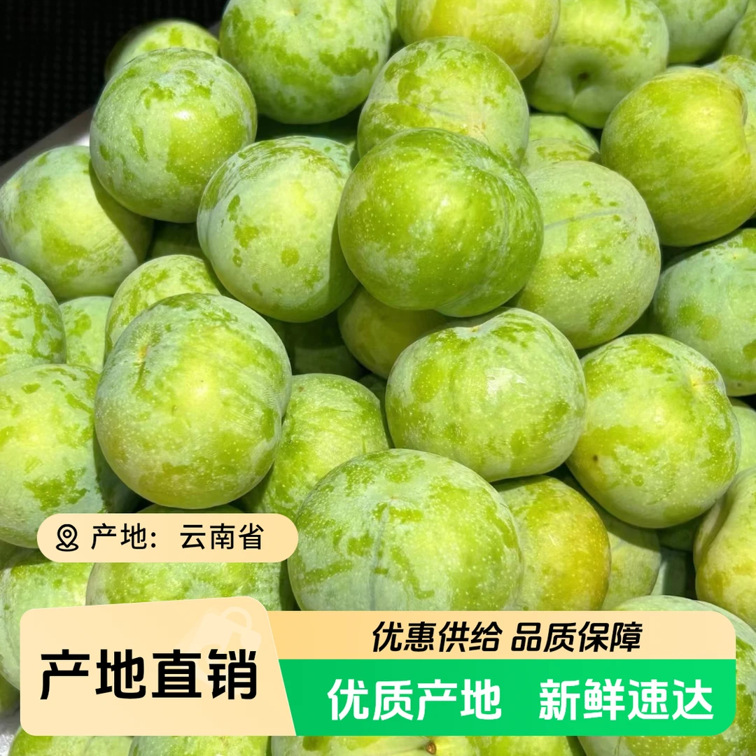 1云南脆蜜李 脆甜多汁 李子风味浓郁 当季新鲜只发川渝云南省