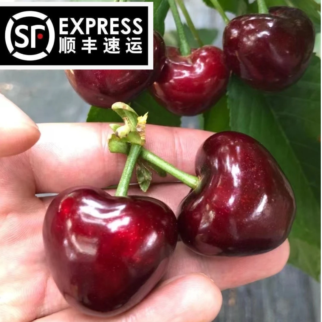 果莉吖【顺丰冷链空运】山东烟台美早大樱桃净重1.8-4.6斤 露天新鲜