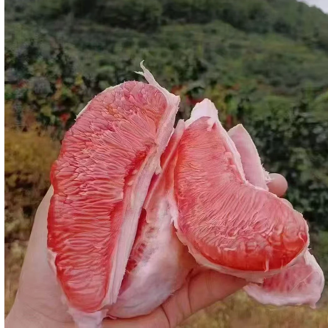 可拍可送【红肉柚子】一件2个 约3.3斤