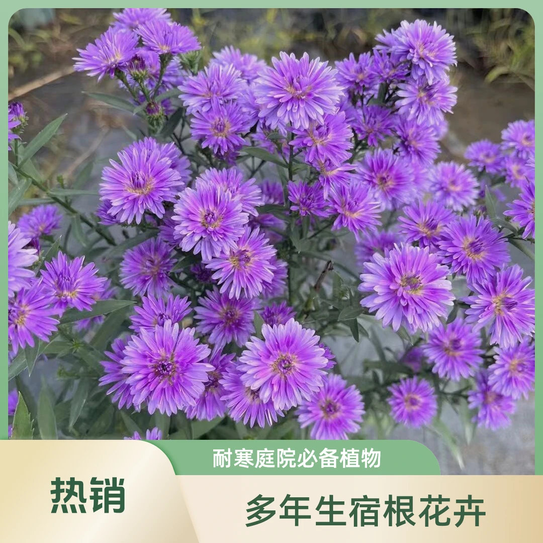 路兮小农民高杆荷兰菊多年生宿根花卉花镜搭配植物耐寒庭院