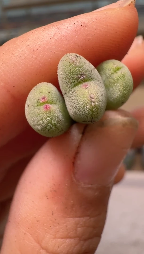 黄***腿28-107多肉植物肉锥