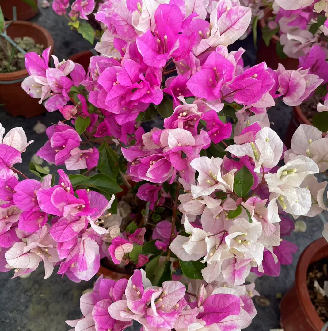 【漳红樱】三角梅花卉勤花四季开花基地直发