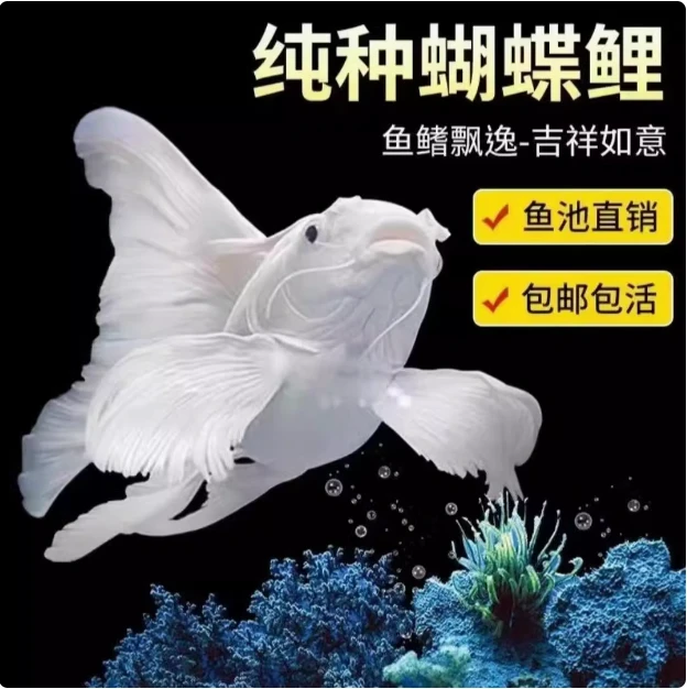普身  蝴蝶鲤纯血贵妃蝴蝶鲤（包邮包损）+鱼粮