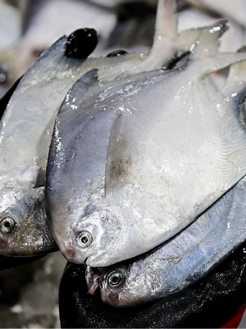 大号新鲜海捕银鲳鱼 刺少肉嫩 4条/斤