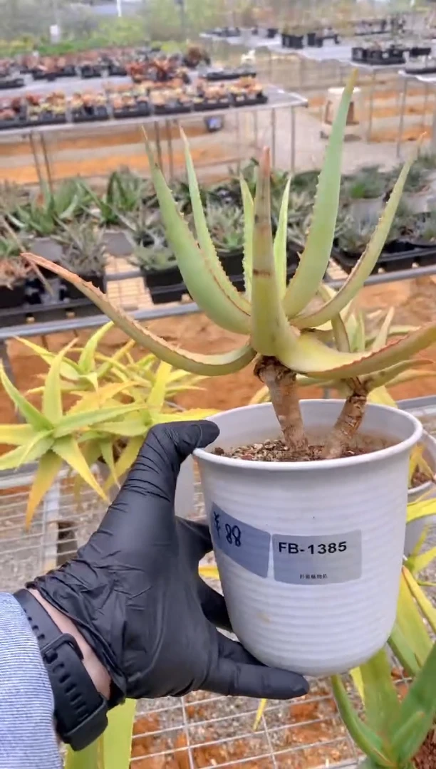【闪购商品】原生芦荟脱土FB-1385