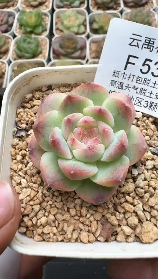535F云禹多肉植物 默认脱土纸巾打包 3颗包邮