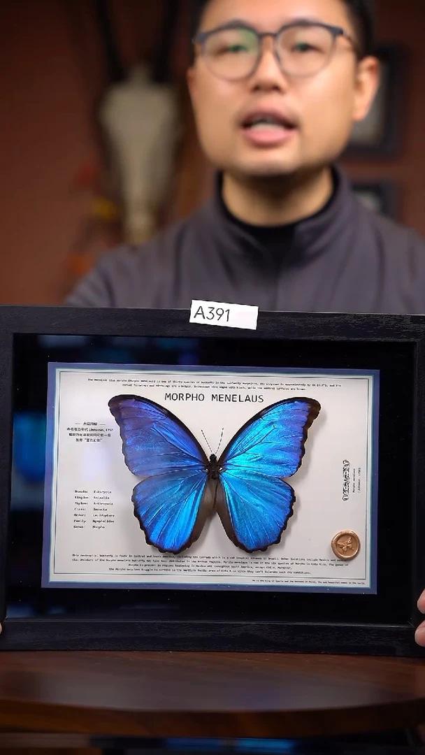 A391大蓝闪蝶-横版设计款【A4黑框】