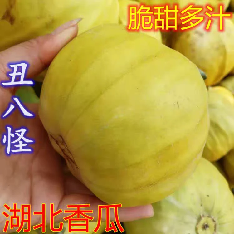 湖北丑八怪甜瓜整箱装现摘现发新鲜当季时令水果南方薄皮香瓜