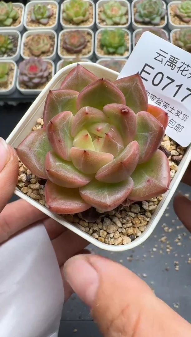 717E云禹多肉植物 带盆土纸巾打包 3颗包邮
