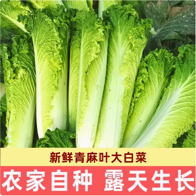 贵州白菜+红菜苔+豌豆尖青口白菜苔露天农家肥种植甘甜现摘现发