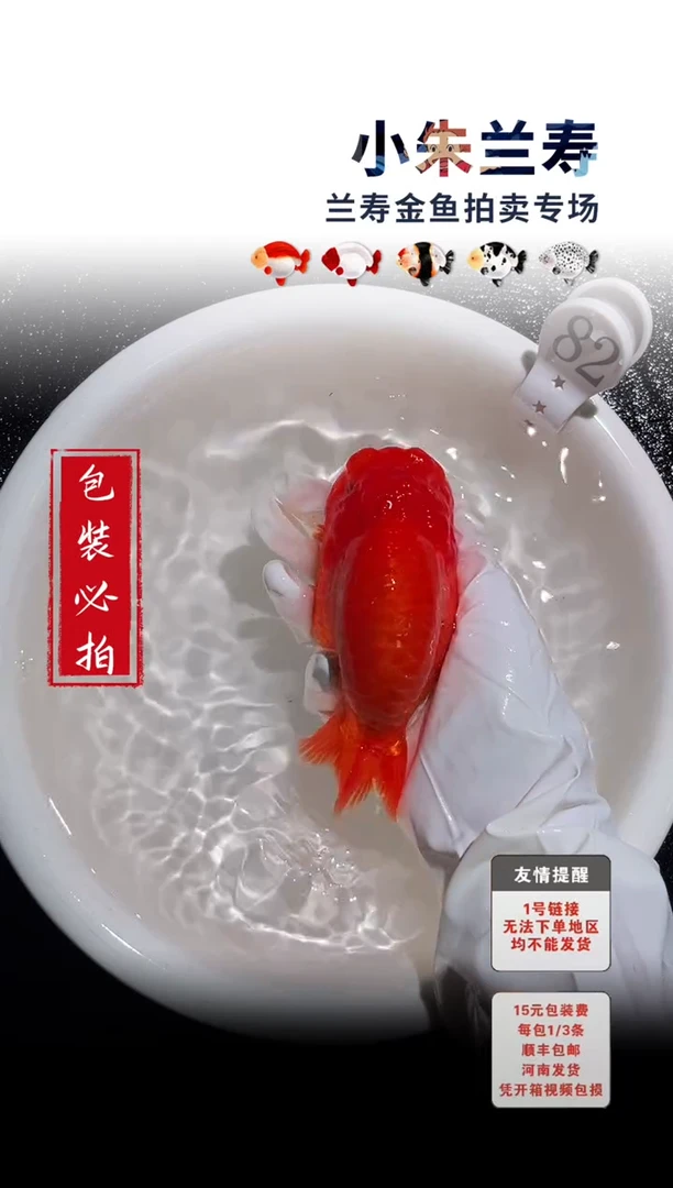 金鱼包装必拍未拍顺丰到付82号