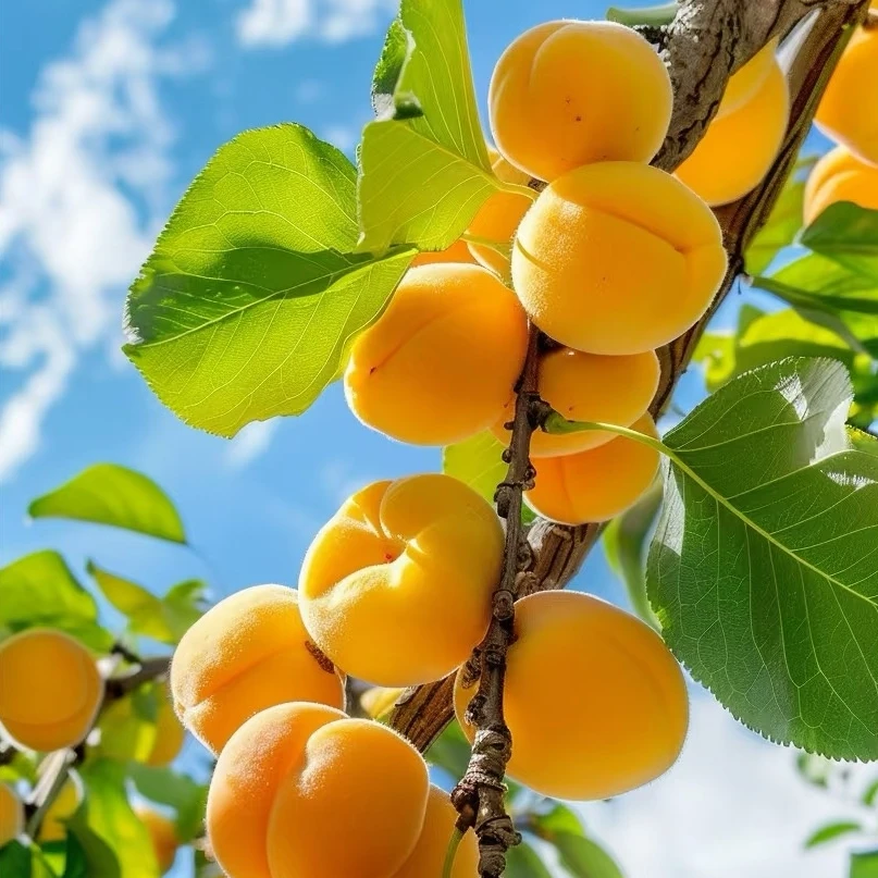 帝王大杏树苗纯甜特大果杏子嫁接杏苗盆栽地种南北方耐寒易管理