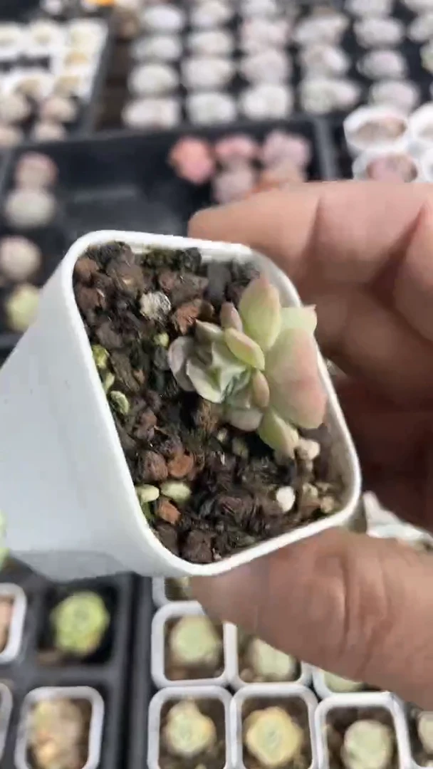 【闪购商品】570多肉