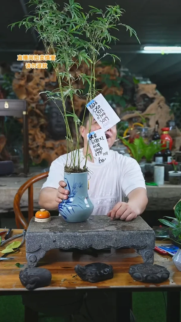 当前无花栽培后可以开花279H唐竹