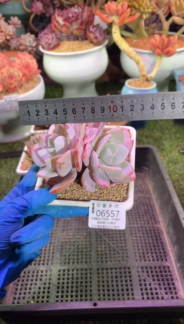 【闪购商品】06557