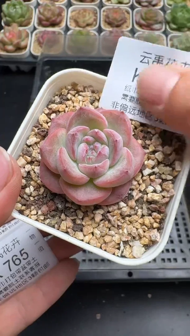 763K云禹多肉植物 带盆土纸巾打包 当天拍3颗包邮