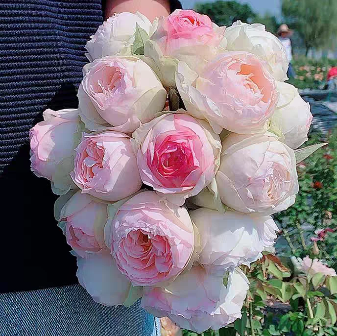 （蒙娜丽莎棒棒糖）浓香大花树桩树状月季花庭院地栽四季开花