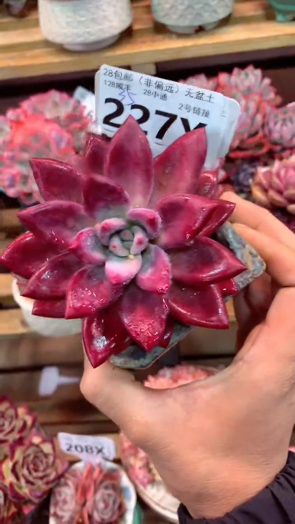 227X（一物一拍，精品多肉，w所见即所得 ）