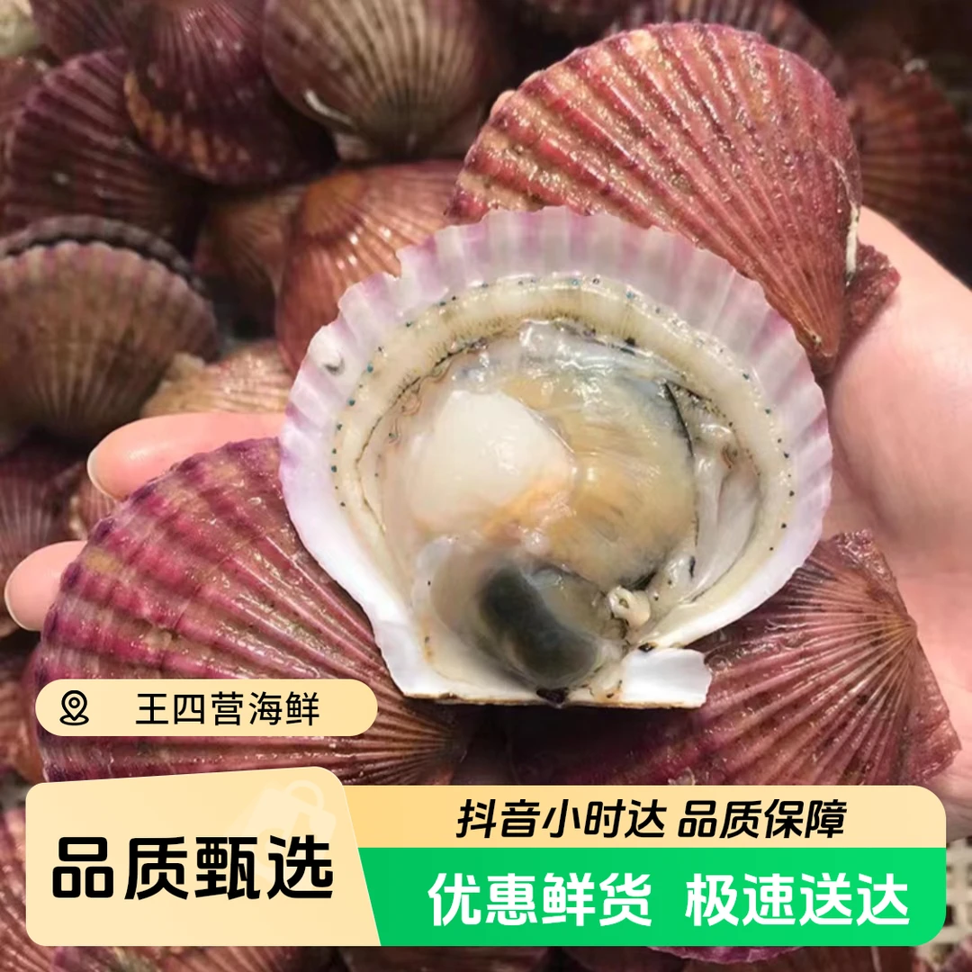【鲜活】小红扇贝一斤500g/份