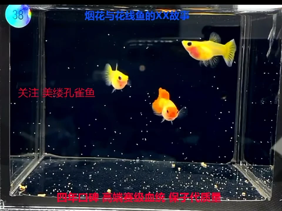 孔雀鱼落日玻璃猫压成种鱼体验一对