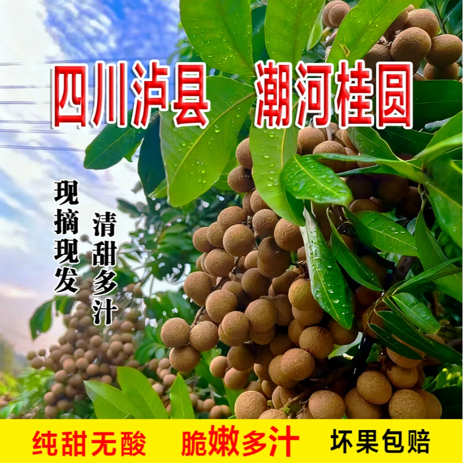 5斤装-精品果-正宗潮河桂圆—新鲜采摘现摘现发