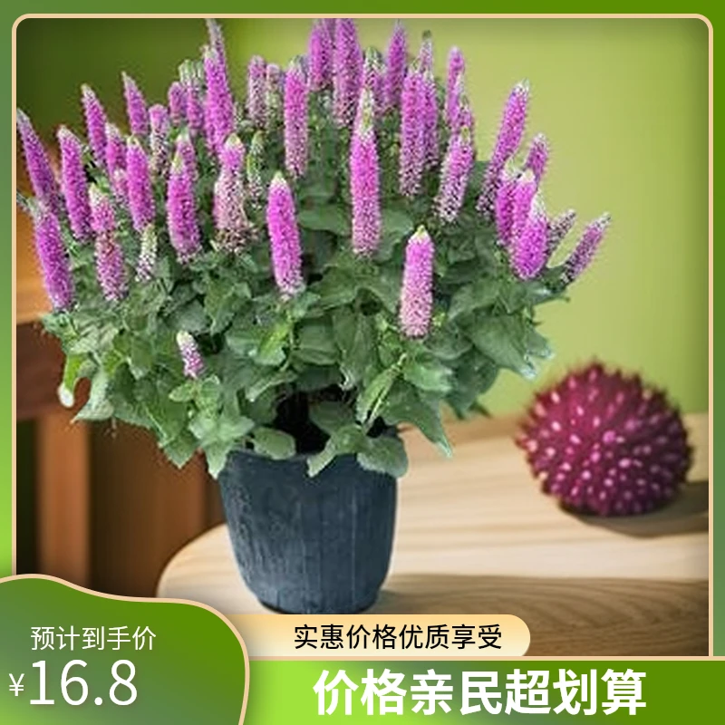 耐寒植物室内婆婆纳盆栽花园阳台庭院花卉多年生花期长喜阳耐