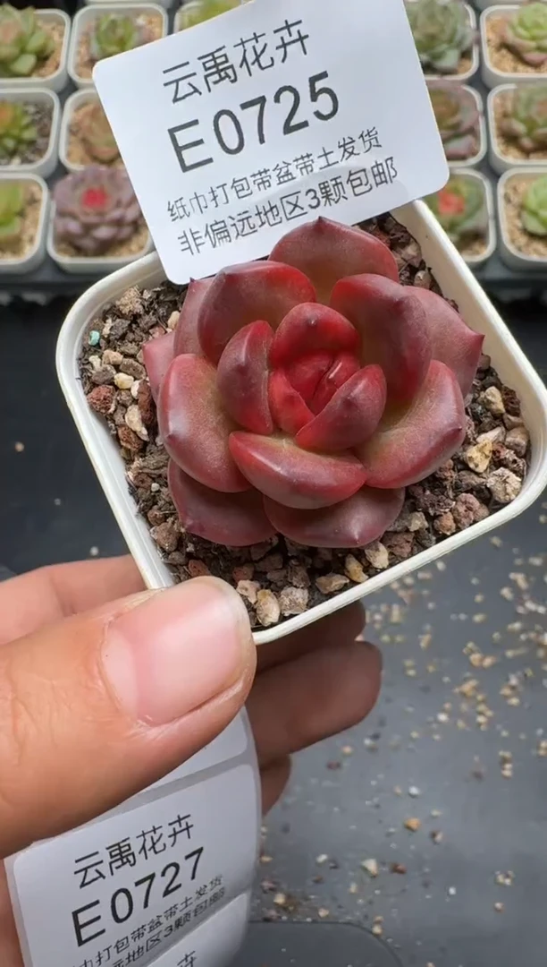 725E云禹多肉植物 带盆土纸巾打包 3颗包邮