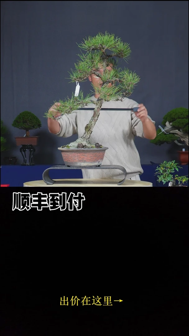 无花朵c133三河黑松bubaoyou