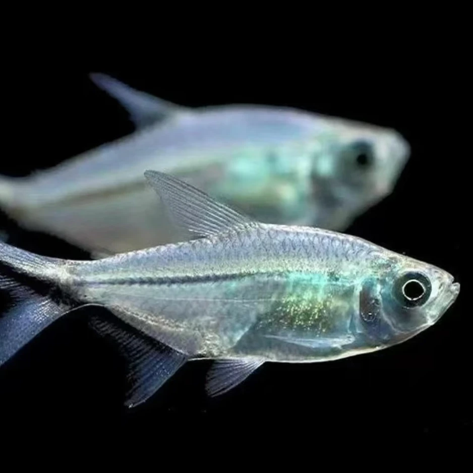 黑尾大勾活体小型观赏鱼