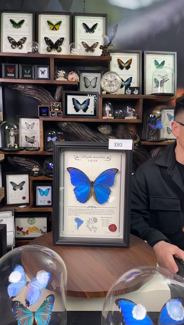 大蓝闪蝶-豪华版【A4欧式框】X93