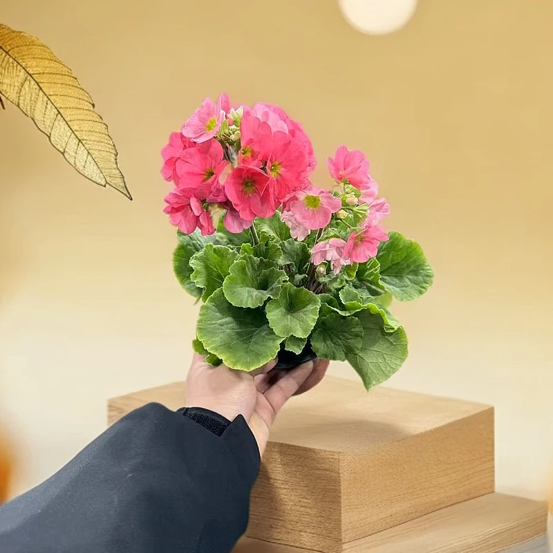 【李先生】四季樱花（粉色）盆栽庭院阳台观赏植物好养易活