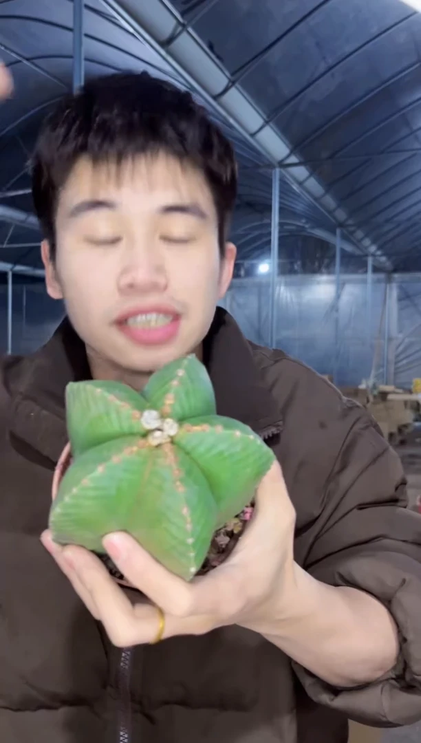 【闪购商品】大号 鸾凤玉 8-10cm