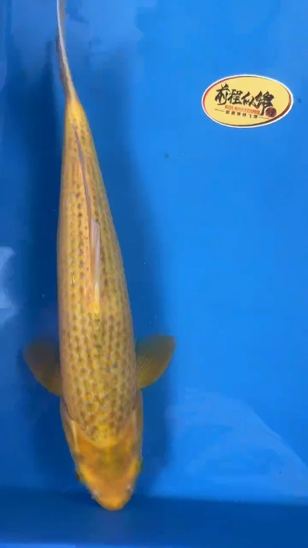 锦鲤   谷口玉米
