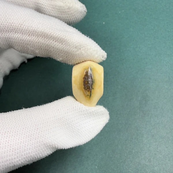 H5686天然猛犸牙鲨鱼背蓝眼三通配饰 支持鉴定 假一罚四