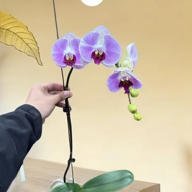 【小陈】（仙桃）高品质蝴蝶兰带花苞发货