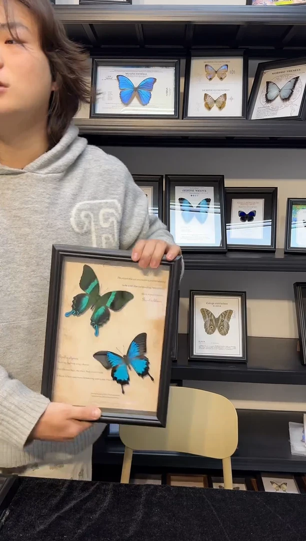 玻璃真实蝴蝶标本