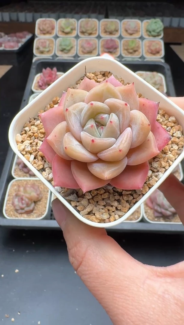 【闪购商品】631号 珍妮杂交多肉 花卉植物