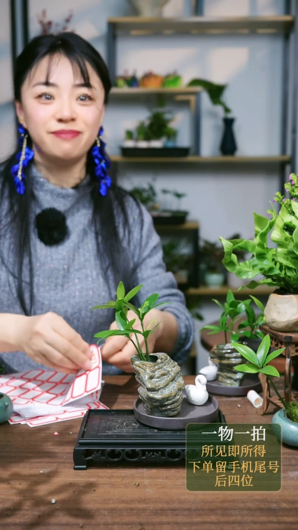 【闪购商品】170--7877水培竹柏