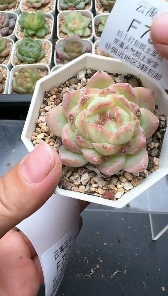 756F云禹多肉植物 默认脱土纸巾打包 3颗包邮