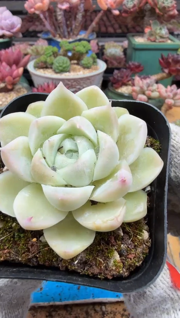 东云多肉园二店-436