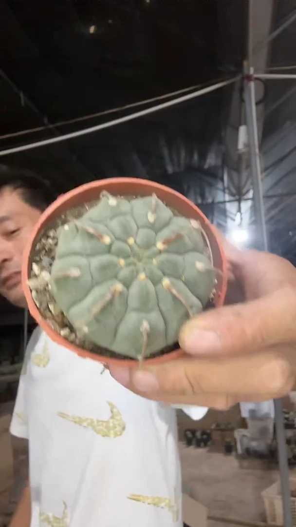 实生一本刺9.99