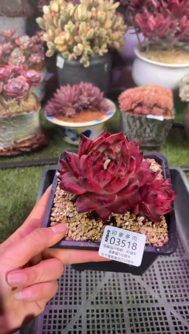 【闪购商品】03518