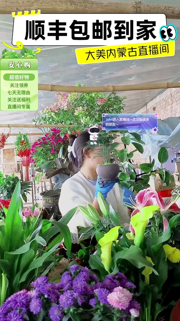 完全开放紫砂盆文竹