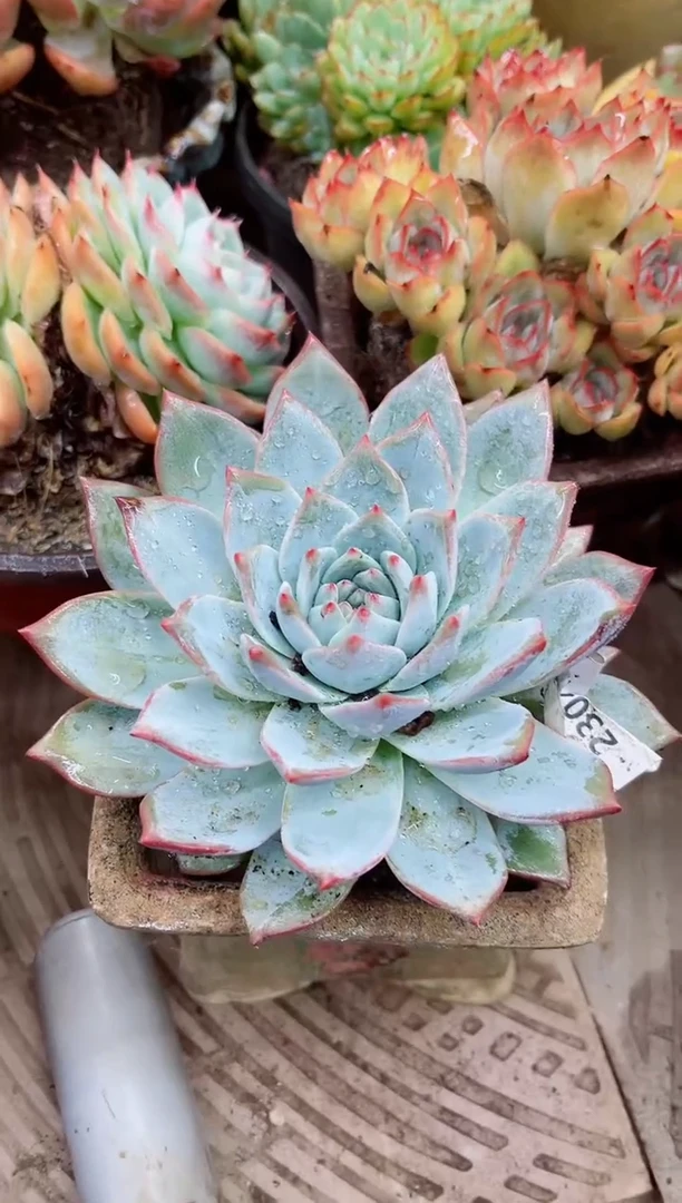 夏*23041多肉植物一物一拍